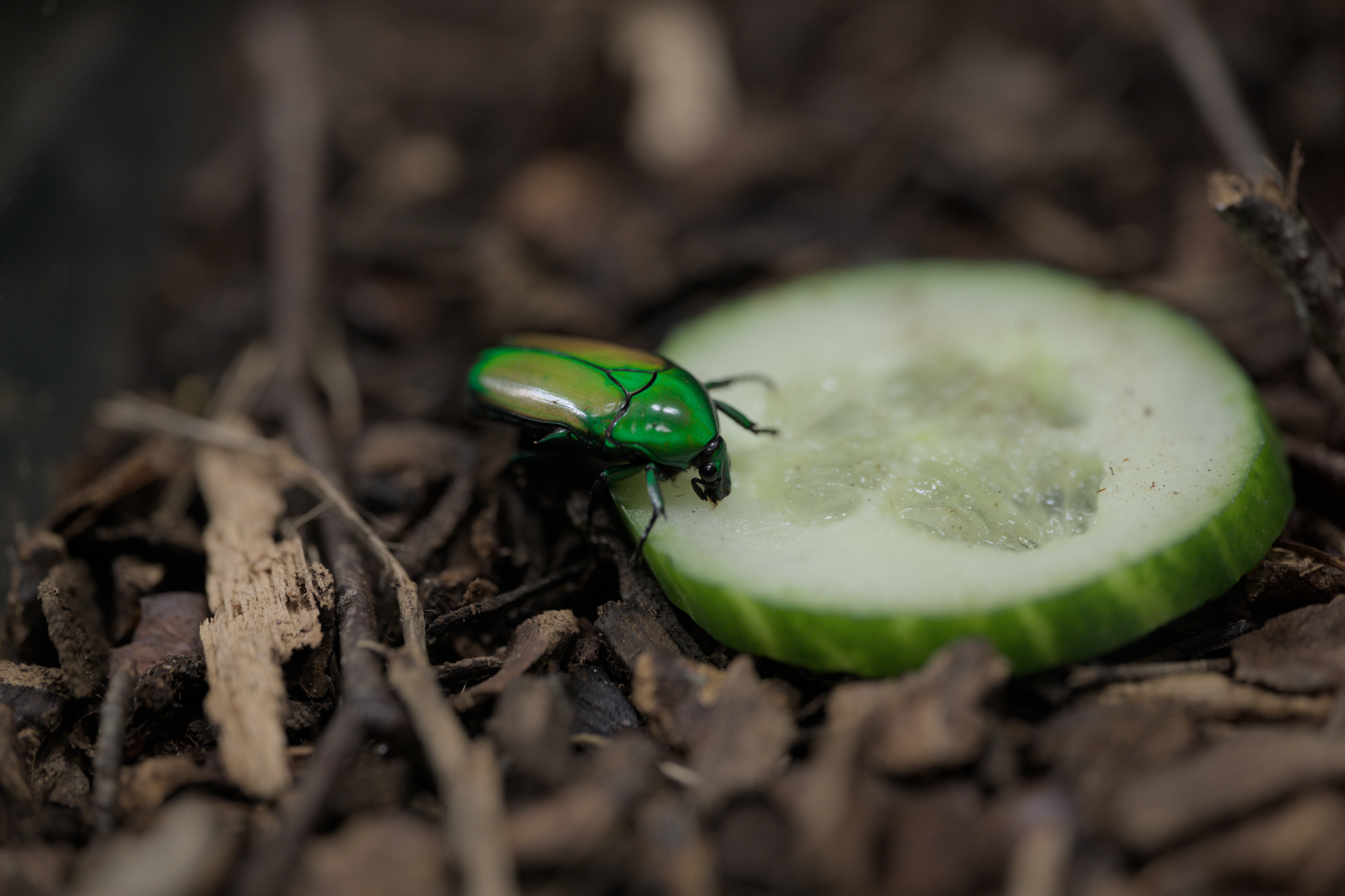 2025/10/12 - zoo/DSC_0228.jpg